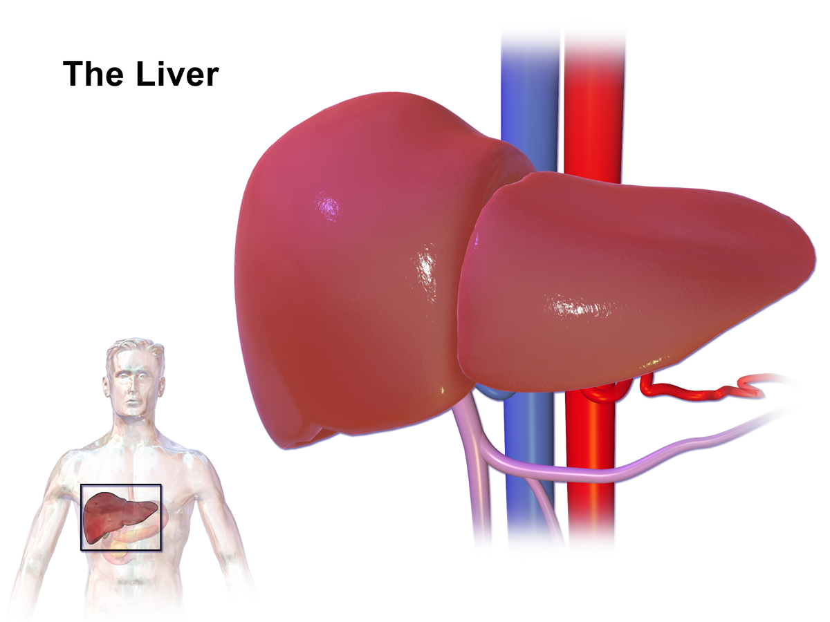 Liver_(organ).png