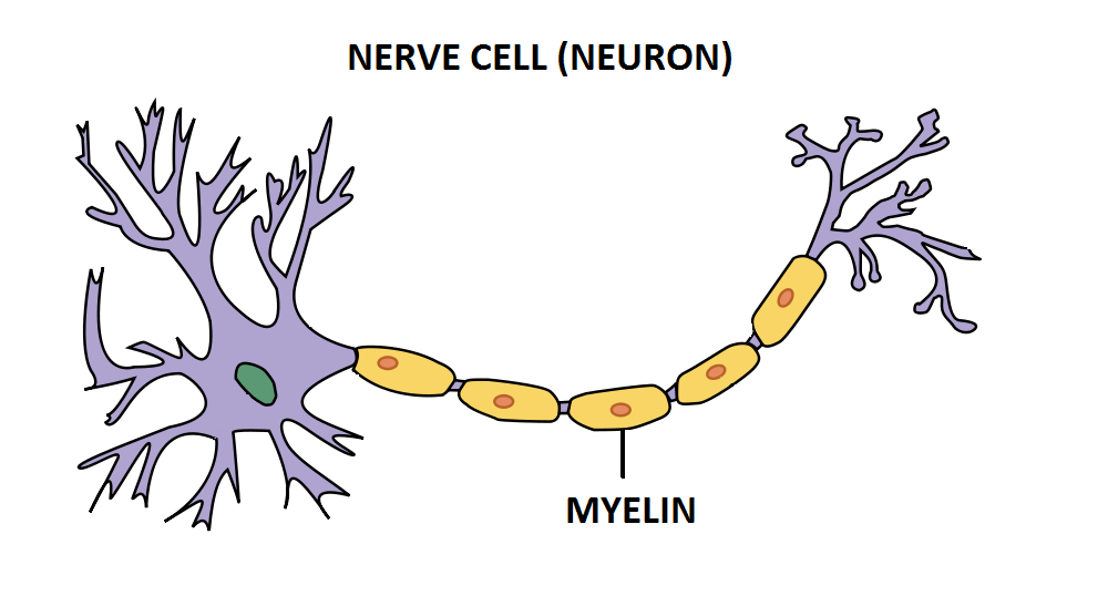 85eceb44786d4614f94c297f2a2503d5_what-is-multiple-sclerosis-overcoming-multiple-sclerosis_1000-538.png