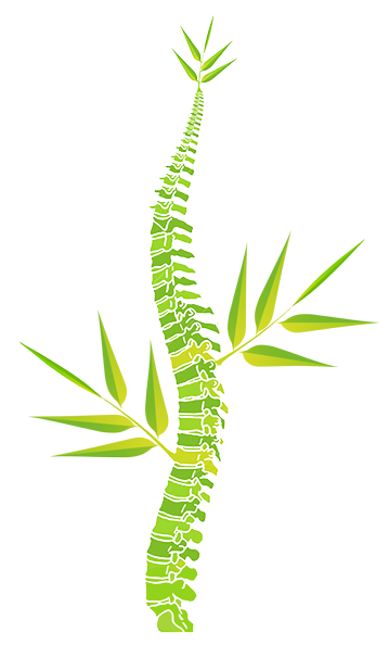bamboo-spine.png