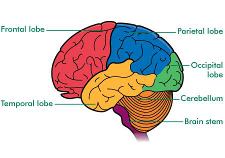 understanding-brain.png