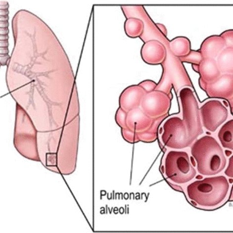 Pulmonary-alveoli-An-alveolus-has-a-form-of-a-hollow-cavity-and-in-some-alveolar-walls_Q640.jpg