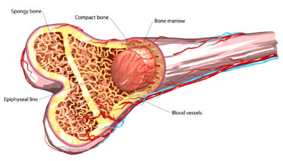 bone-marrow-e1579527478590.jpg