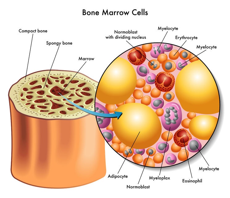 bone_marrow_cells27490936_M.jpg