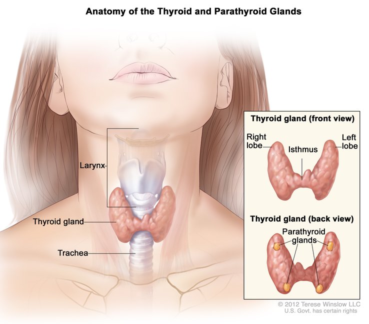 thyroid-disease-1.jpg