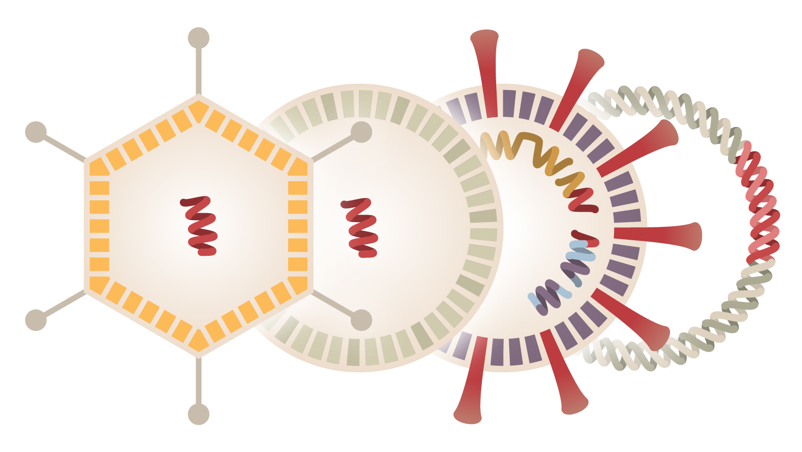 coronavirus-vaccine-development-promo-1590000253880-videoSixteenByNineJumbo1600.png