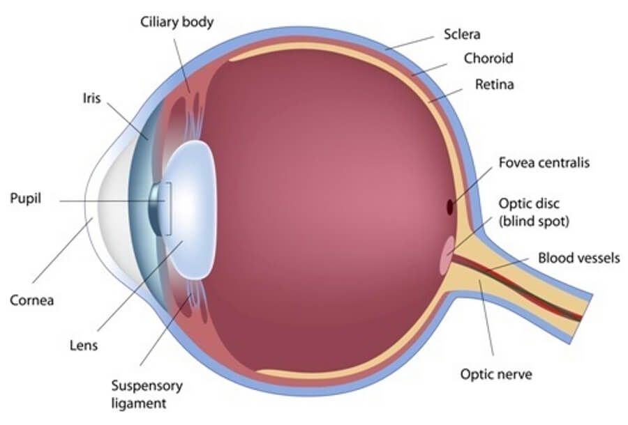 eye-anatomy.jpg