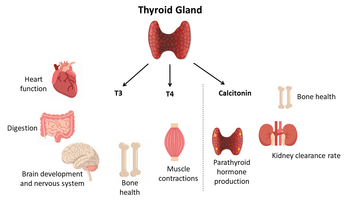 Thyroid-hormones.gif