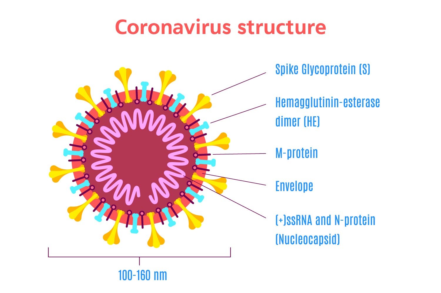 figure_1-coronavirus_schematics.jpg__1501x1000_q90_subsampling-2.jpg