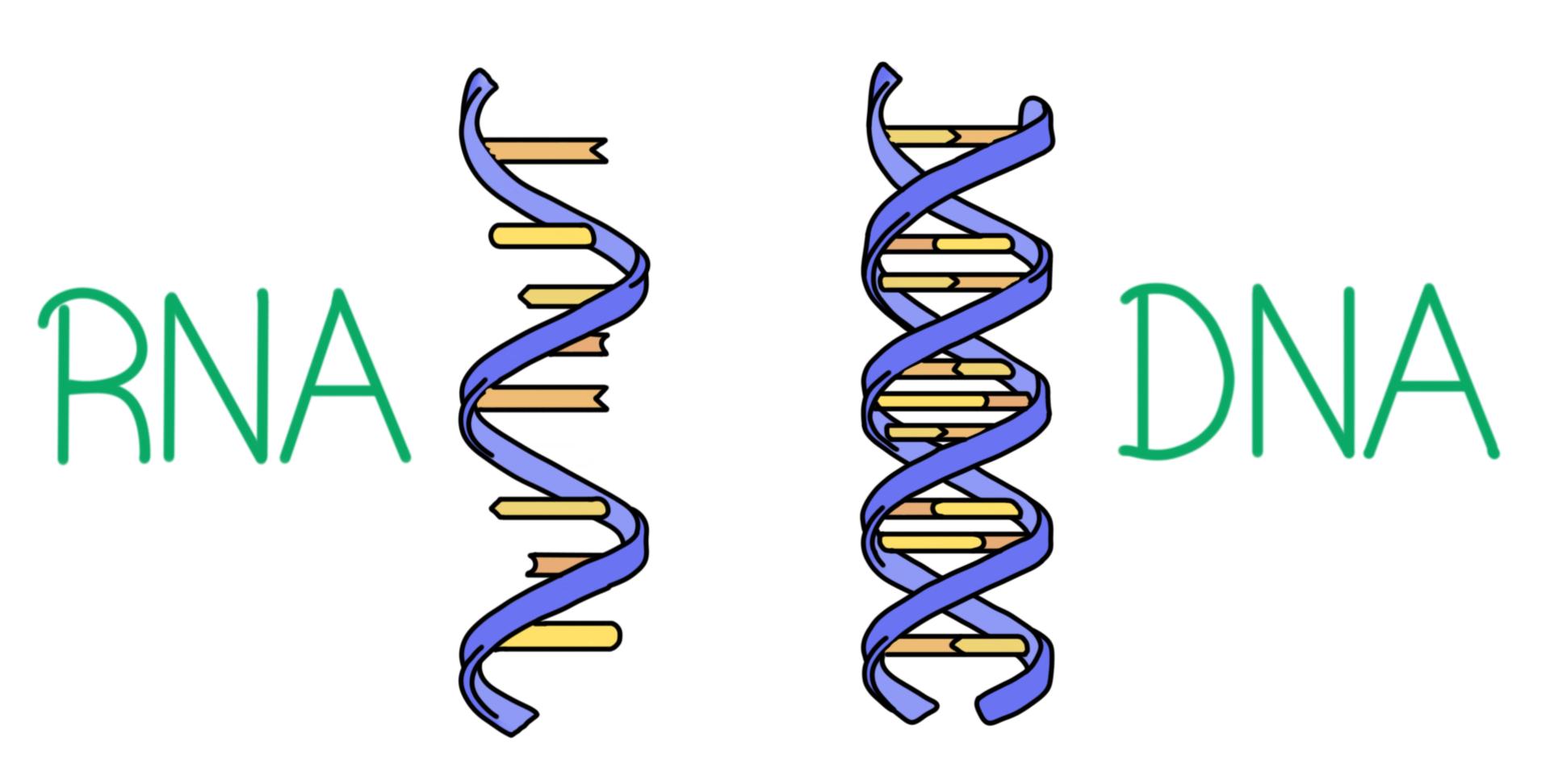 ribonucleic_acid_and_deoxyribonucleic_acid.jpg