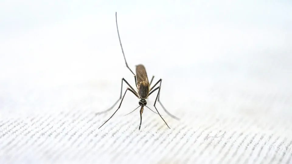 Recognition and prevention of malaria