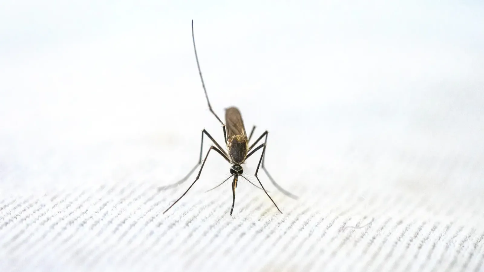 Recognition and prevention of malaria
